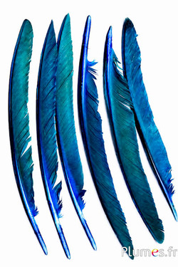 Pavone blu - 33-37 cm - turchese-bruno 